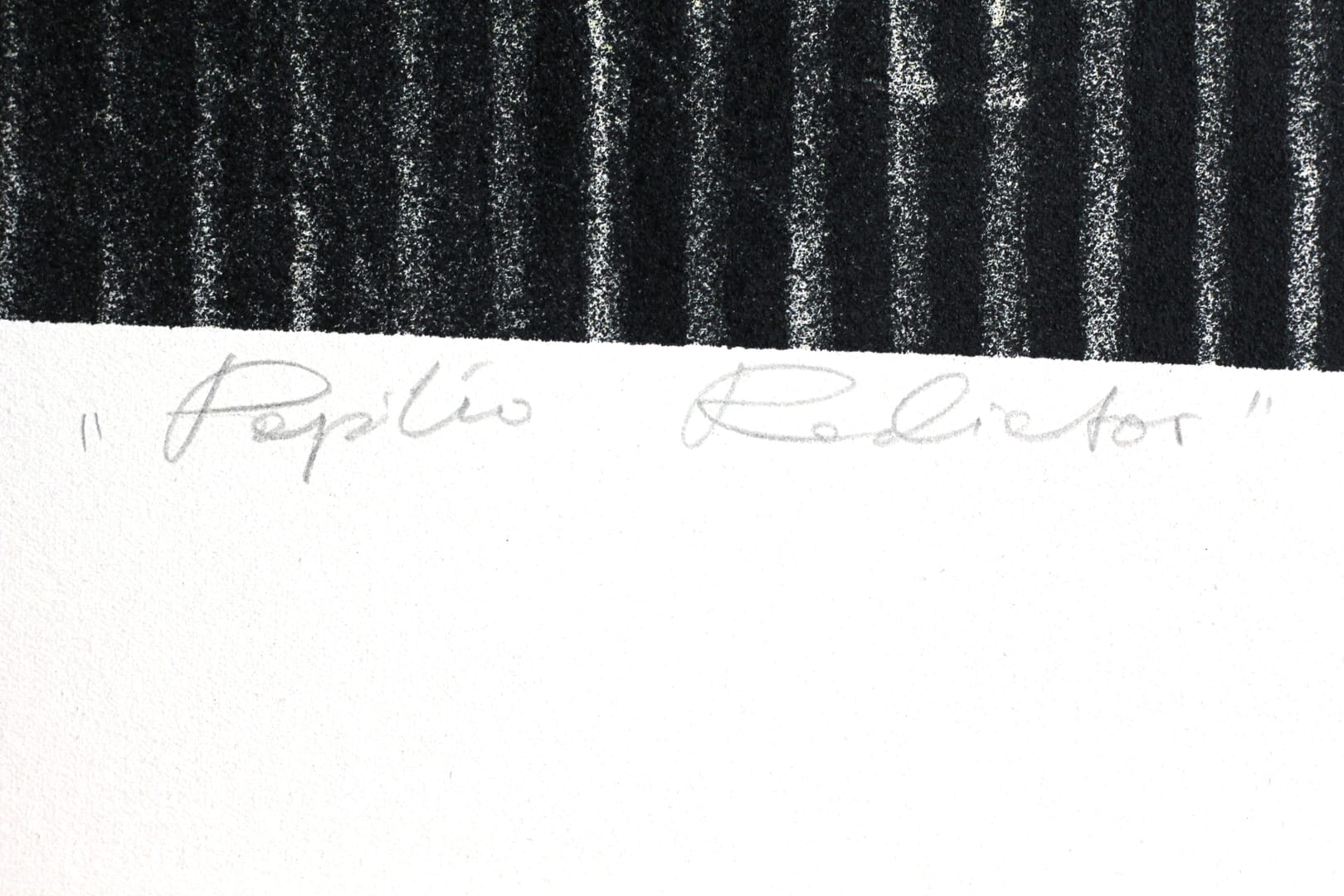 Papilio Radiator – Bartek Stypka, kolaż, graffiti, technika mieszana, technika własna, 2026